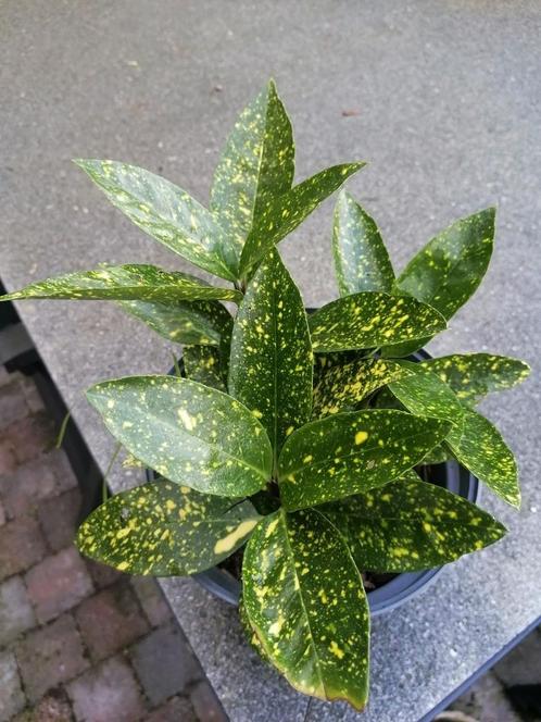 japanse broodboom, Tuin en Terras, Planten | Struiken en Hagen, Struik, 100 tot 250 cm, Ophalen