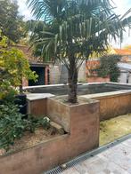 Palmboom te koop, Enlèvement, Comme neuf