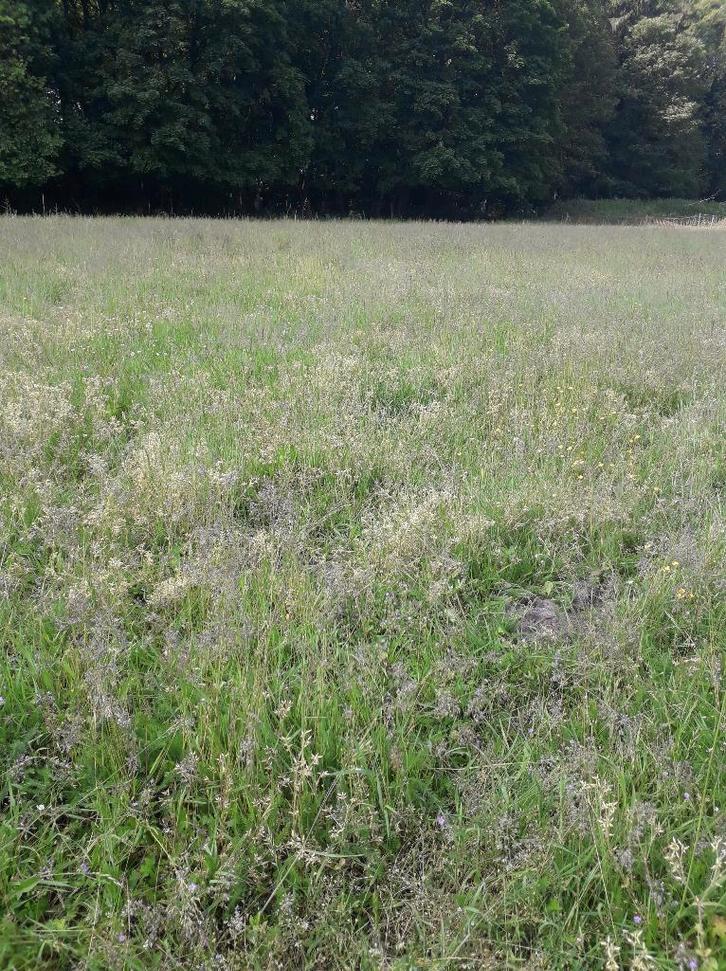 pension chevaux en prairie, Dieren en Toebehoren, Stalling en Weidegang, Weidegang, 4 paarden of pony's of meer