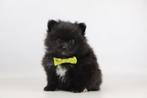 Dwergkeesjes, Pomeranian pups, Pomeriaantjes, België, Keeshond, 8 tot 15 weken, Meerdere