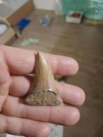 Isurus hastalis, Enlèvement ou Envoi