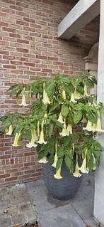 Brugmansia wit, Ophalen, Winter