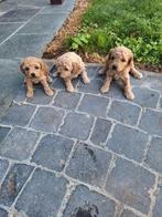 Dwergpoedel pups, Dieren en Toebehoren, Poedel, België, CDV (hondenziekte), 8 tot 15 weken