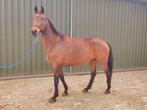Fokmerrie, draagmerrie, vm: Fantomas de Muze, Merrie, Springpaard, Gechipt, Zadelmak