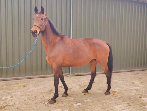 Fokmerrie, draagmerrie, vm: Fantomas de Muze, Dieren en Toebehoren, Paarden, Merrie, Zadelmak, 170 tot 175 cm, 11 jaar of ouder