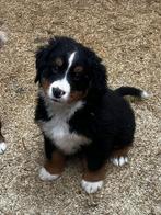 Berner sennen pups, Dieren en Toebehoren, Golden retriever, België, Fokker | Hobbymatig, 8 tot 15 weken