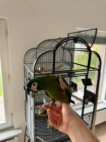 Groene Maracana papegaai te koop