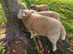 Ramlammeren te koop, Dieren en Toebehoren, Mannelijk, Schaap, 0 tot 2 jaar