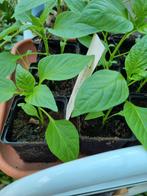 Tomaten planten, Jardin & Terrasse, Plantes | Arbres fruitiers, Enlèvement