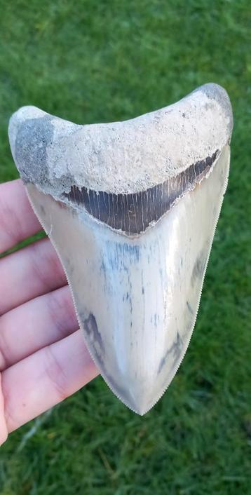 Megalodon haaientand met prachtige kleuren fossiel beschikbaar voor biedingen