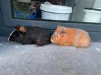 Jonge cavia’s, Dieren en Toebehoren, Cavia, Tam