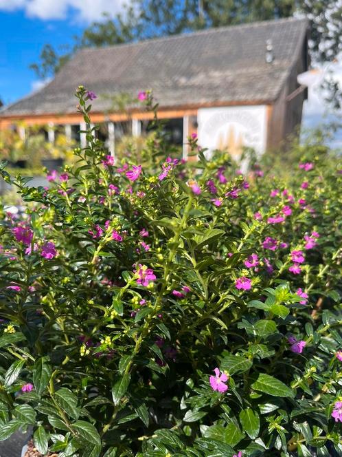 Buitenplanten, binnenplanten, (olijf)bomen, haagplant&meer!, Jardin & Terrasse, Plantes | Jardin, Enlèvement