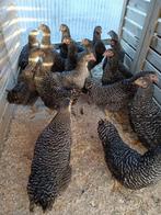 poulet/coucou gris bleu des Landes 5+1/10+3 GRATUIT, Animaux & Accessoires, Volatiles, Femelle, Poule ou poulet