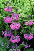Primula beesiana vaste plant, Tuin en Terras, Planten | Tuinplanten, Ophalen, Vaste plant