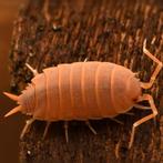 porcellionides pruinosus powder orange isopods, Overige soorten, Tam, 3 tot 6 jaar