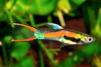 Endler guppies - Poecilia wingei - Endler's livebearer, Dieren en Toebehoren