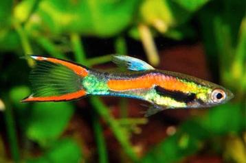 Endler guppies - Poecilia wingei - Endler's livebearer beschikbaar voor biedingen