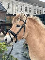 Super lieve gereden fjorden ruin! Coaching paard, Dieren en Toebehoren, Pony's, Ruin