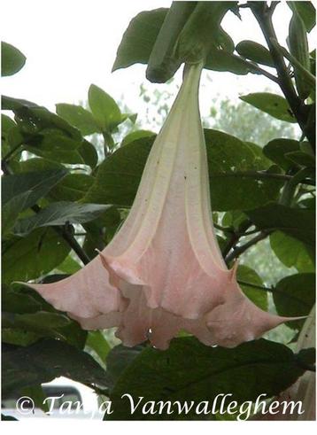 Rose Brugmansia planten  (Enkelbloemig), Tuin en Terras, Planten | Tuinplanten, Volle zon, Vaste plant, Zomer, Ophalen