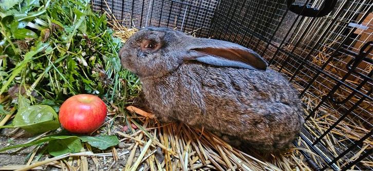 Laatste vlaamse reus, Dieren en Toebehoren, Konijnen, Groot, Mannelijk, 0 tot 2 jaar