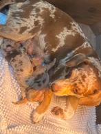 Jack russel lavendel lilac merle /choco Merle pups, Dieren en Toebehoren, Honden | Jack Russells en Terriërs, België, Fokker | Hobbymatig