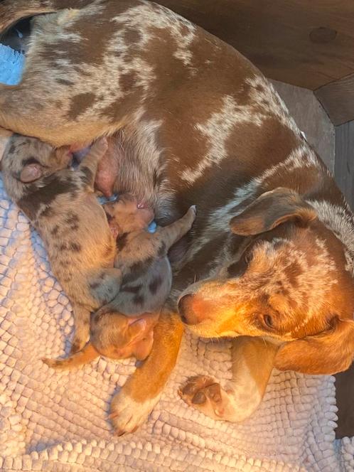 Jack russel lavendel lilac merle /choco Merle pups, Dieren en Toebehoren, Honden | Jack Russells en Terriërs, Meerdere dieren