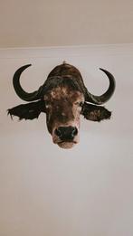 Taxidermie, Ophalen