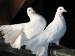 2 witte duiven te huur voor op de Trouwdag