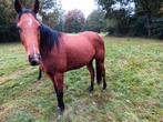 Recreatie paard, Dieren en Toebehoren, Paarden, Ruin, Zadelmak