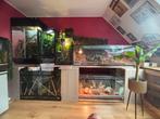 Kameleons halsbanleguanen gecko’s terrariums, Dieren en Toebehoren, Ophalen, Zo goed als nieuw