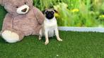 Mopshond pups - kleur Beige, Dieren en Toebehoren, Honden | Chihuahua's en Gezelschapshonden, CDV (hondenziekte), Meerdere, 8 tot 15 weken