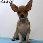 Chihuahua pups met een groots karakter !, Dieren en Toebehoren, Honden | Chihuahua's en Gezelschapshonden, 15 weken tot 1 jaar