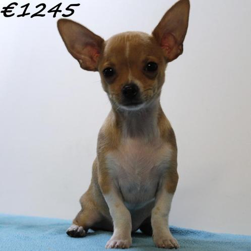 Chihuahua pups met een groots karakter !, Dieren en Toebehoren, Honden | Chihuahua's en Gezelschapshonden, Meerdere dieren, Chihuahua