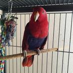 Eclectus, Dieren en Toebehoren, Vogels | Parkieten en Papegaaien, Vrouwelijk, Papegaai, Geringd