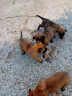 mechelse herder pups, Particulier, Parvovirose, 8 à 15 semaines, Plusieurs