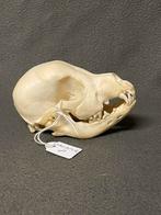 Malamute pup schedel, Ophalen of Verzenden, Zo goed als nieuw, Schedel