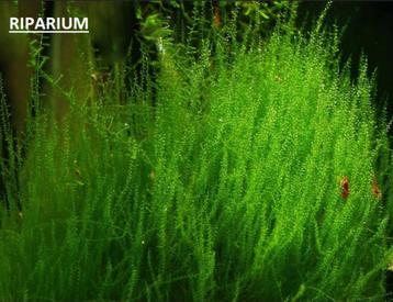 Mousse Riparium pour aquarium  beschikbaar voor biedingen