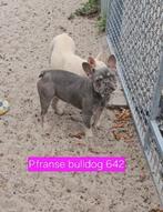 Franse bulldog puberpups, 15 weken tot 1 jaar, Buitenland, CDV (hondenziekte), Bulldog