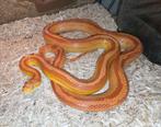 🔥top-kweek-vrouw🔥 amel korenslang!, Slang, Tam, 3 tot 6 jaar