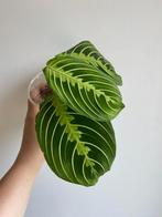 Maranta lemon lime, Huis en Inrichting, Kamerplanten, Ophalen of Verzenden