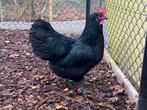 Zwarte australorp hennen 2025, Dieren en Toebehoren