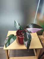 Philodendron pink princess, Huis en Inrichting, Ophalen of Verzenden