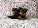 Chiot Yorkshire Terrier, Animaux & Accessoires, Chiens | Jack Russell & Terriers, Plusieurs, Yorkshire Terrier, 8 à 15 semaines