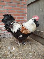 Kuikens duitse faverollers, Dieren en Toebehoren