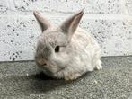 Dwergkonijn voedster, Dieren en Toebehoren, Konijnen, Vrouwelijk, Klein, Hangoor, 0 tot 2 jaar