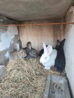 Vlamese Reus, Dieren en Toebehoren, Konijnen