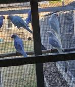 Halsband parkieten, Meerdere dieren, Parkiet, Geringd