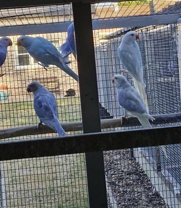 Halsband parkieten beschikbaar voor biedingen