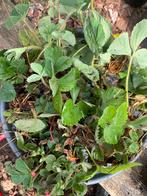 Aardbeiplantjes bubbleberry, framberry, abrikozenaardbei, Tuin en Terras, Planten | Tuinplanten, Ophalen