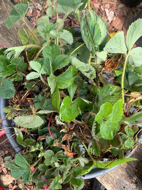 Aardbeiplantjes bubbleberry, framberry, abrikozenaardbei, Tuin en Terras, Planten | Tuinplanten, Ophalen